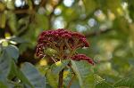 Dcim4352/DSC_7732