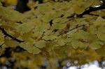 Dcim4352/DSC_7752