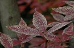 Dcim4354/DSC_7817
