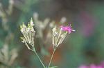 Dcim4355/DSC_7931