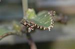 Dcim4355/DSC_7966