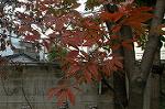 Dcim4356/DSC_5933