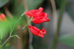 Dcim4384/DSC_0124