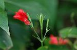 Dcim4384/DSC_0131