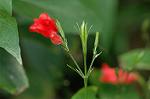 Dcim4384/DSC_0132