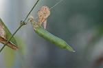 Dcim4384/DSC_0168