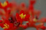 Dcim4397/DSC_1446