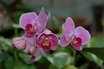 Dcim4397/DSC_1452