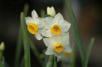 Dcim4413/DSC_2433