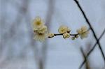 Dcim4432/DSC_3847
