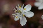 Dcim4435/DSC_4105