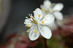 Dcim4435/DSC_4116