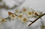 Dcim4435/DSC_4133