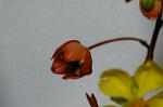 Dcim4436/DSC_4234
