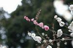 Dcim4436/DSC_4291