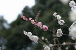 Dcim4436/DSC_4296