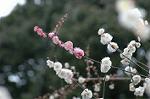 Dcim4436/DSC_4304