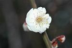 Dcim4436/DSC_4316