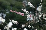 Dcim4436/DSC_4344