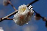Dcim4437/DSC_4404