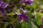 Dcim4437/DSC_4421