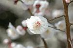 Dcim4438/DSC_4558