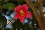 Dcim4439/DSC_4677