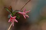 Dcim4440/DSC_4717