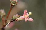 Dcim4463/DSC_6290