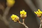 Dcim4463/DSC_6308