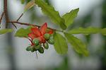 Dcim4464/DSC_6514