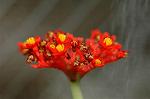Dcim4465/DSC_6562