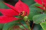 Dcim4465/DSC_6577