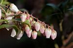 Dcim4489/DSC_0425