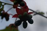 Dcim4490/DSC_0554