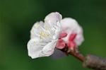 Dcim4539/DSC_7989