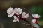 Dcim4539/DSC_8000