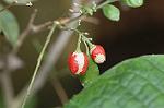 Dcim4540/DSC_8087