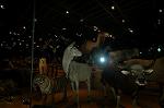 Dcim4544/DSC_8598