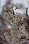 Dcim4580/DSC_2684