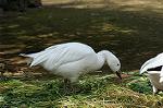 Dcim4581/DSC_0872