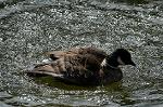 Dcim4581/DSC_0927