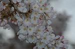 Dcim4585/DSC_1490