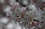 Dcim4585/DSC_1494