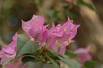 Dcim4601/DSC_3940