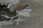 Dcim4603/DSC_4227