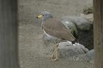 Dcim4603/DSC_4229