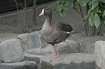 Dcim4603/DSC_4242