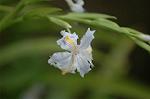 Dcim4604/DSC_4338