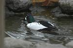 Dcim4605/DSC_4431